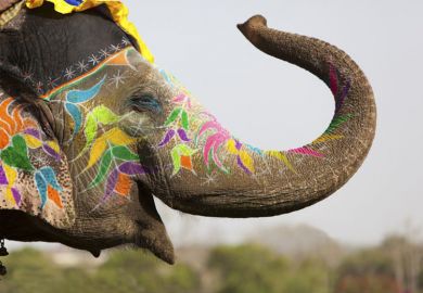 Decorated Indian elephant raising trunk