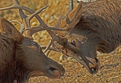 Two deer lock horns Two deer lock horns, symbolising a two-sided debate