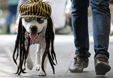 Dog dressed as rastafarian Dog dressed as rastafarian