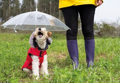 Research on opinions of academics produces metaphors such as ‘fox terrier’, similar to the dog sitting under an umbrella in a red jacket