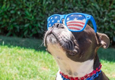 Dog in US flag sunglasses