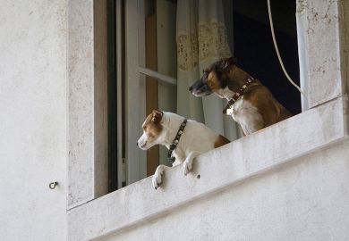 dogs keep watch