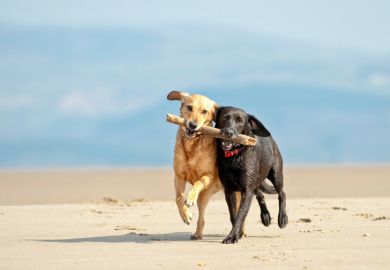 Dogs on beach carrying a stick together Two dogs on beach carrying a stick as a metaphor for academic partnerships