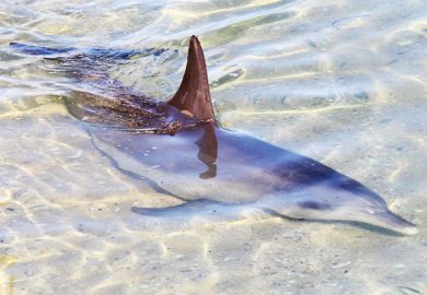 Dolphin swimming in shallow water