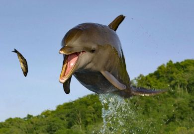 A dolphin leaping out of the water to catch a fish A dolphin leaping out of the water to catch a fish