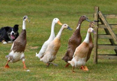 Ducks being herded by a Border Collie Dog