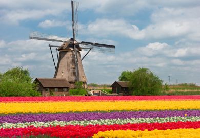 Tulips and windmills in Netherlands Tulips and windmills in Netherlands