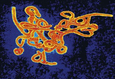 Ebola virus
