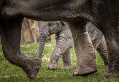 A small element beneath a large elephant