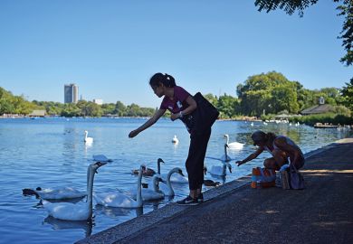 Feeding the swans