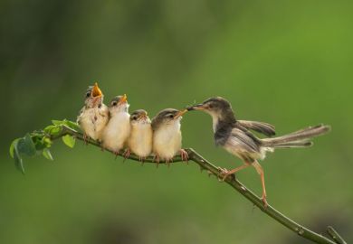 feeding chicks