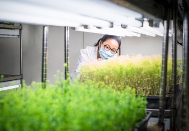 Female scientist examine transgenic plants in the growth chamber