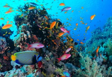 Fish in Red Sea coral reef