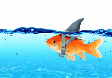 shark, fish, lie, misleading, misled,