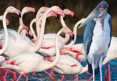 A group of flamingos and a Marabou stork