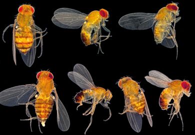 Flies