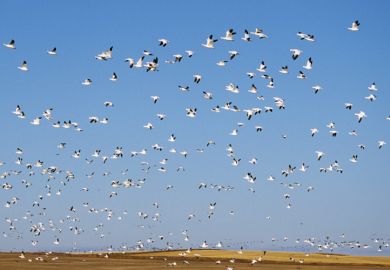Flock of seagulls flying against blue sky