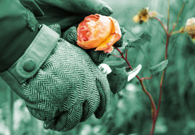 Gloved hand clipping a rose illustrating an opinion article about STEM