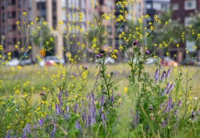 Wild flowers next to a building, illustrating rewilding
