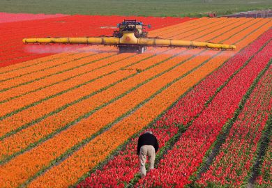 A man works in a huge flower-growing farm