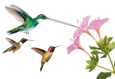 Flying hummingbirds feeding on nectar from flower Flying hummingbirds feeding on nectar from flower