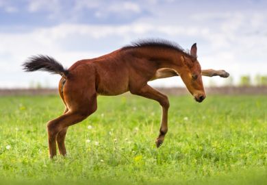 A foal in a field A foal in a field