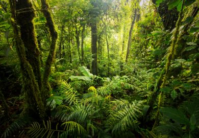 Forest in Costa Rica