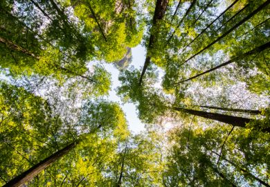 Looking upward in a forest