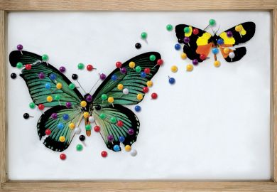 Framed butterfly collection (illustration) Framed butterfly collection (illustration)