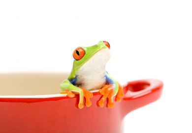 A frog looking out of a saucepan