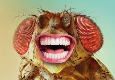 A fly with a human mouth, laughing A fly with a human mouth, laughing