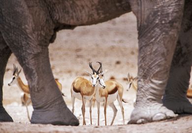 Gazelles standing among elephants