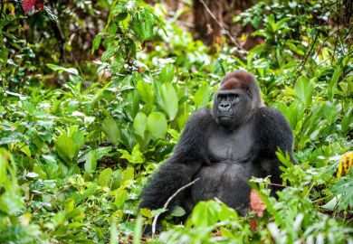 A Gorilla in the jungle, symbolising the difficulties of the real world