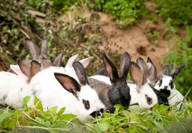 Group of rabbits grazing on leaves