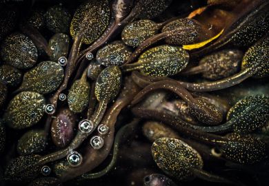 Group of writhing tadpoles, Jeanette Sakel, University of the West of England, British Wildlife Photography Awards