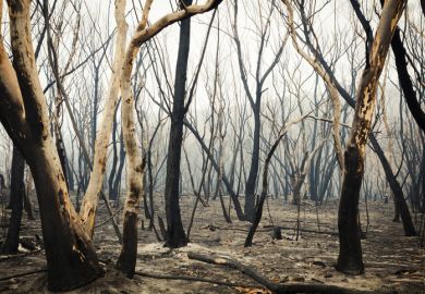 Gum trees burnt by bushfire Gum trees burnt by bushfire