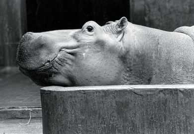 Hippopotamus Hippopotamus