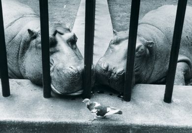 Two hippos in zoo looking at pigeon