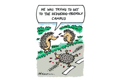 Hedgehogs crossing the road