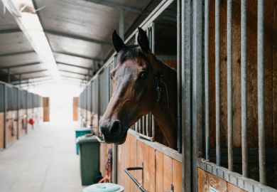 Horse in stable Horse in stable