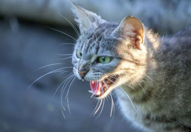 Hostile cat