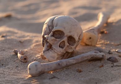 A skull and other human bones