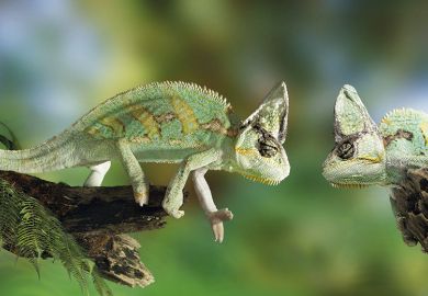 Chameleons Chameleons