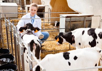 Young smiling female veterinarian inspecting calves in dairy farm Young smiling female veterinarian inspecting calves in dairy farm