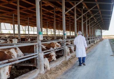Veterinarian checking cows at cow farm.