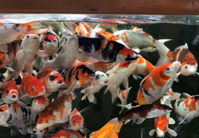 Koi carp Koi carp