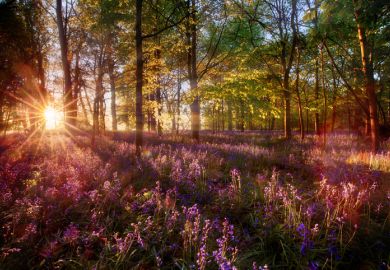 Sunrise over woodland