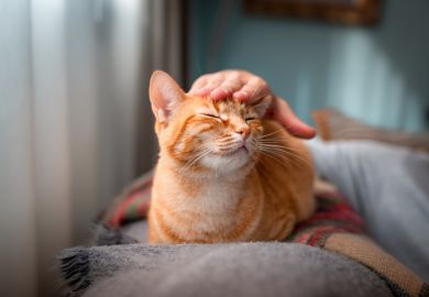 A hand strokes a ginger cat A hand strokes a ginger cat