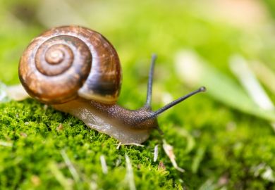 Snail illustrating slow progress with UK university education consultation and reform
