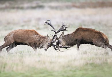 Deer fighting
